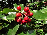 73 Bacche  di Ilex aquifolium (Agrifoglio)